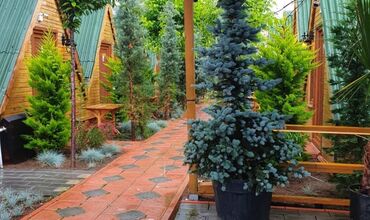 Yalova Standart Bungalov